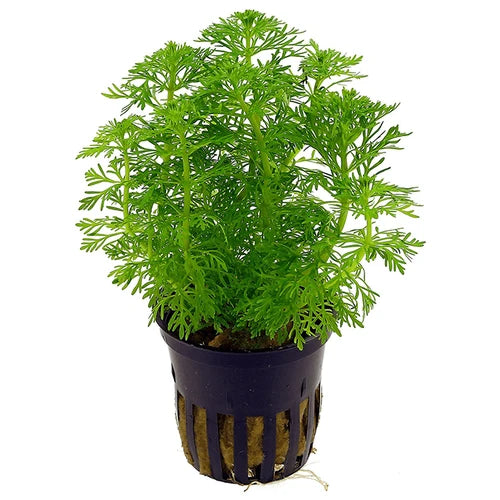 Ambulia (Limnophila sessiliflora)