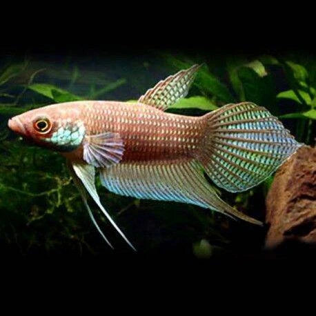 Penang Betta