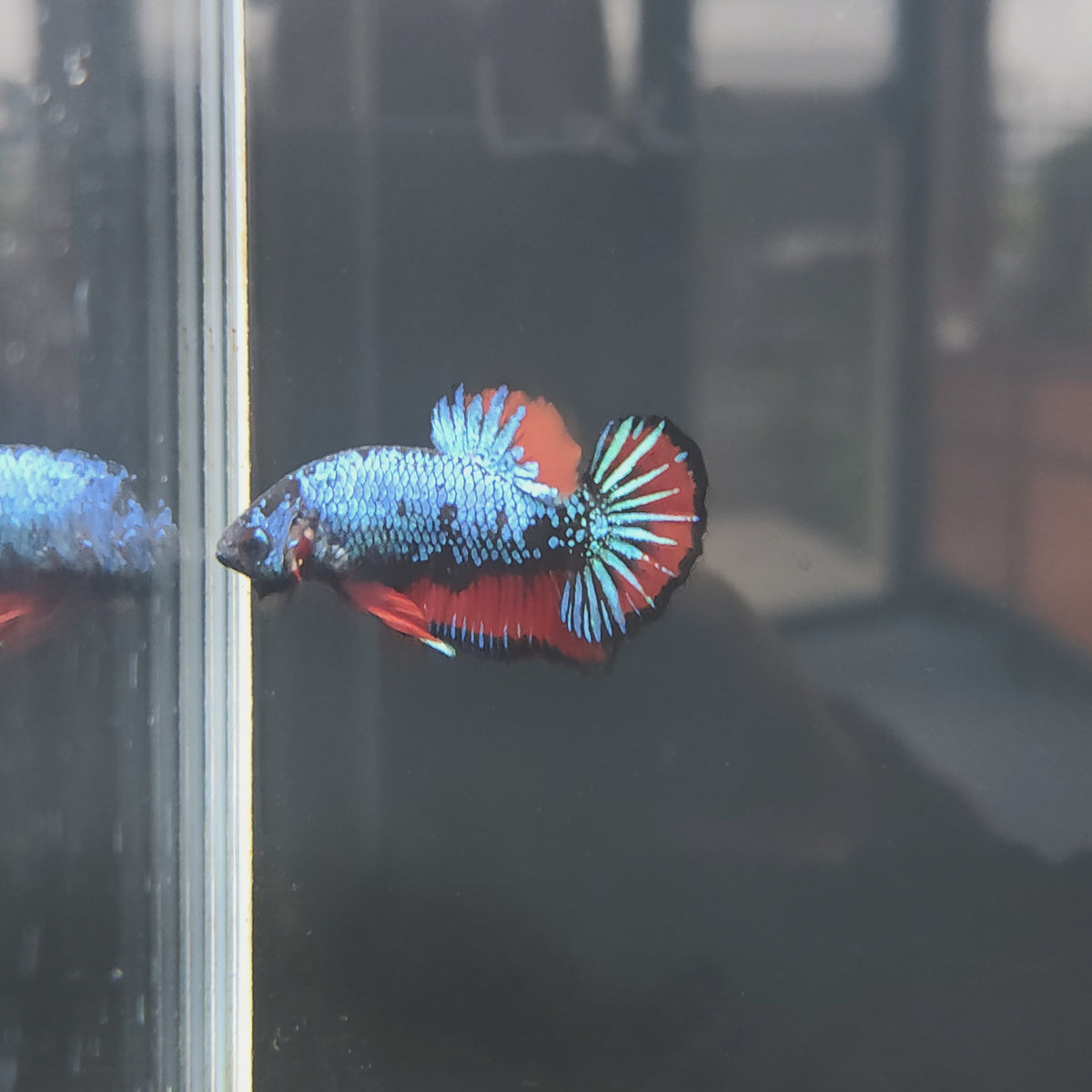 Blue Lace - Half Moon Plakat Betta