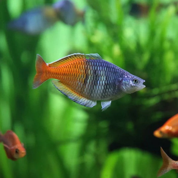 Boeseman's rainbowfish