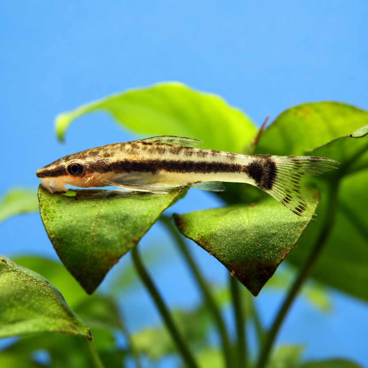Otocinclus