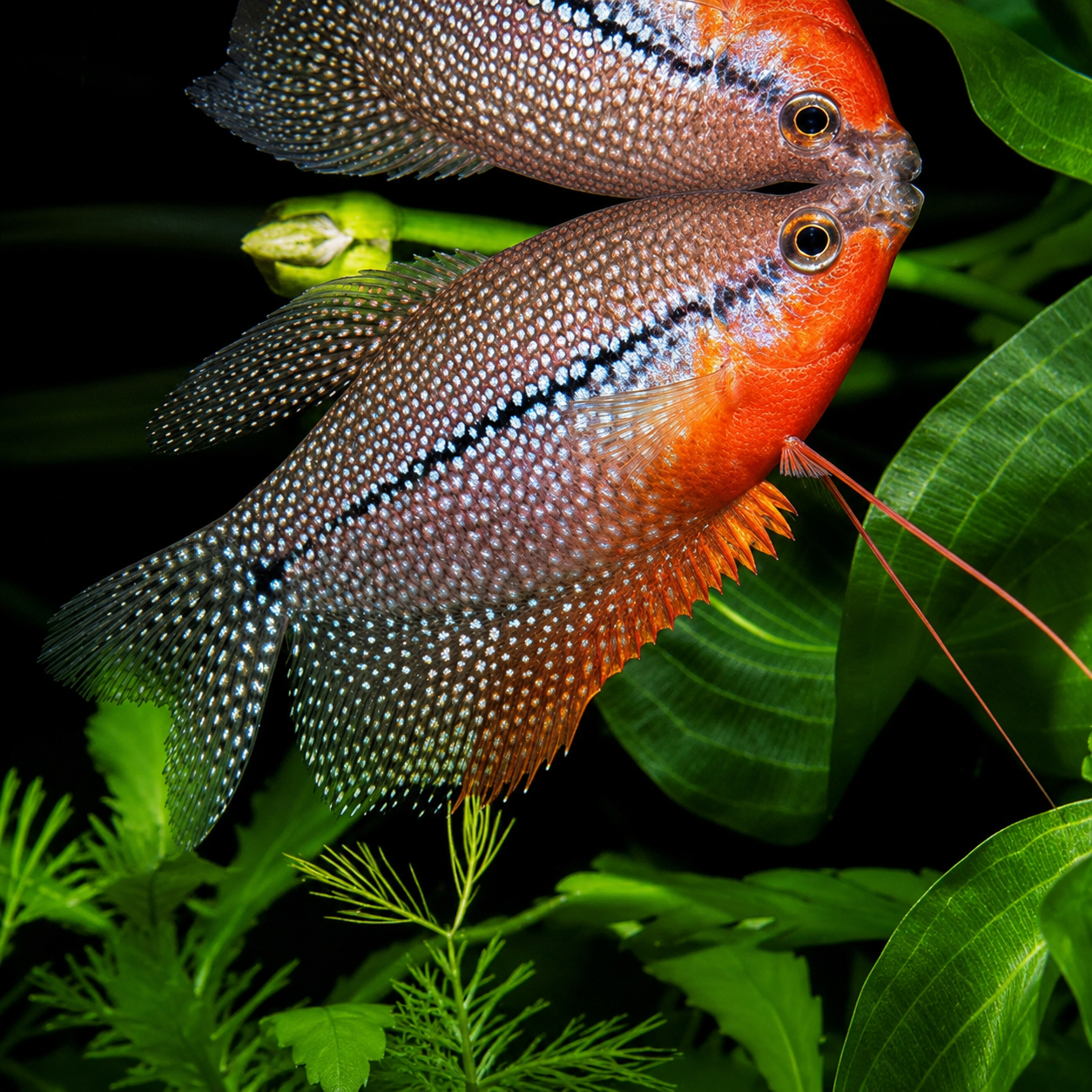 Pearl Gourami