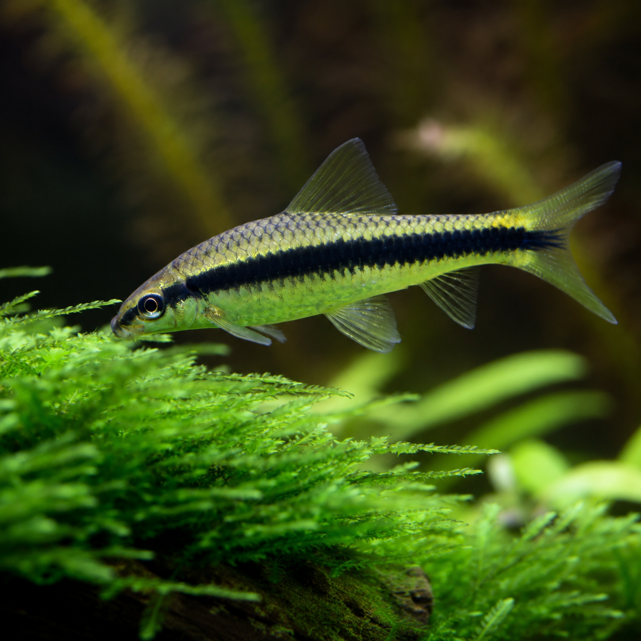Siamese Algae Eater