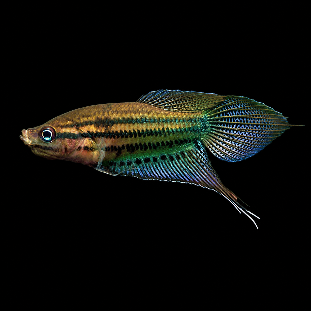 Croaking Gourami