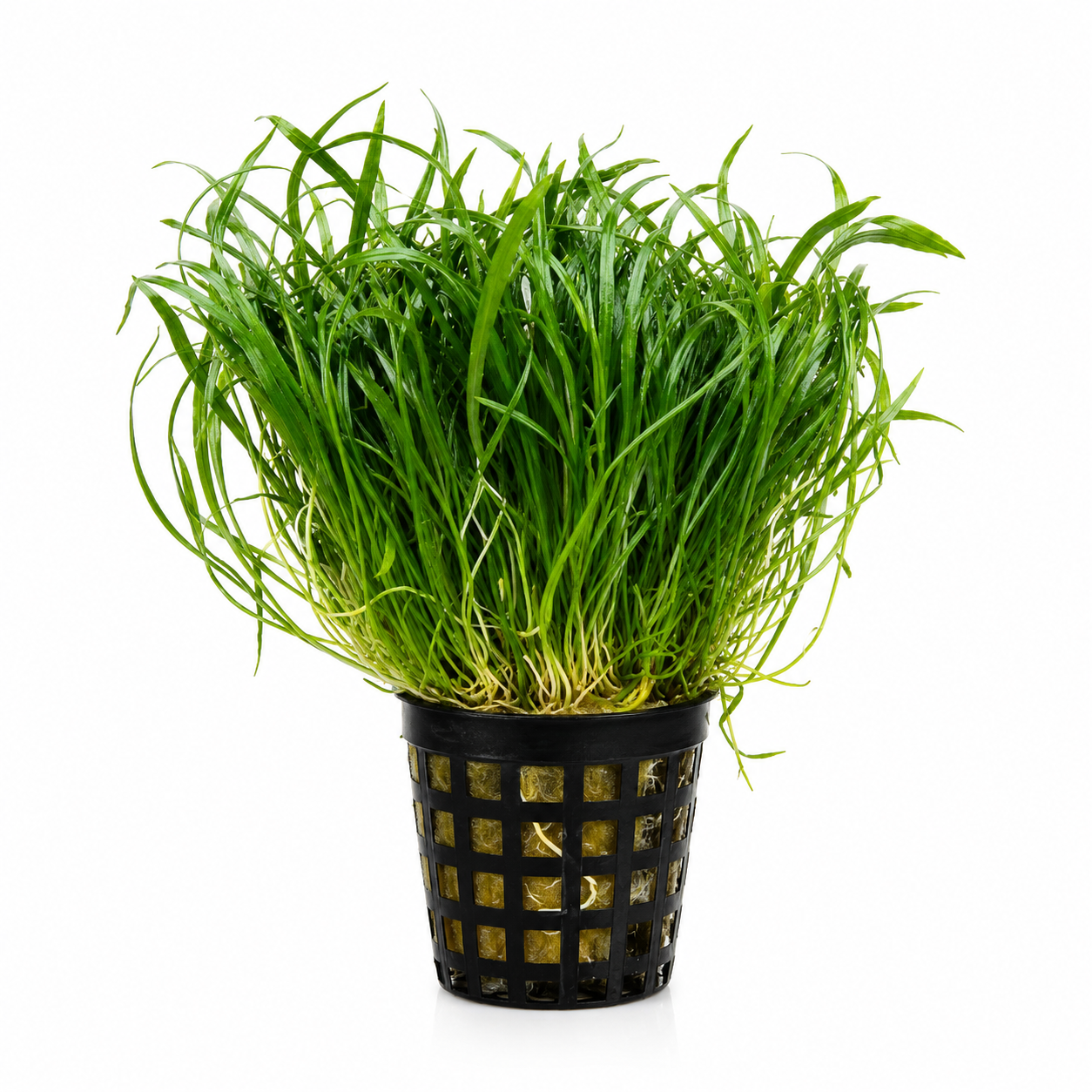 Zealandia Chain Sword (Lilaeopsis novae-zelandiae) | Potted Live Aquarium Plant