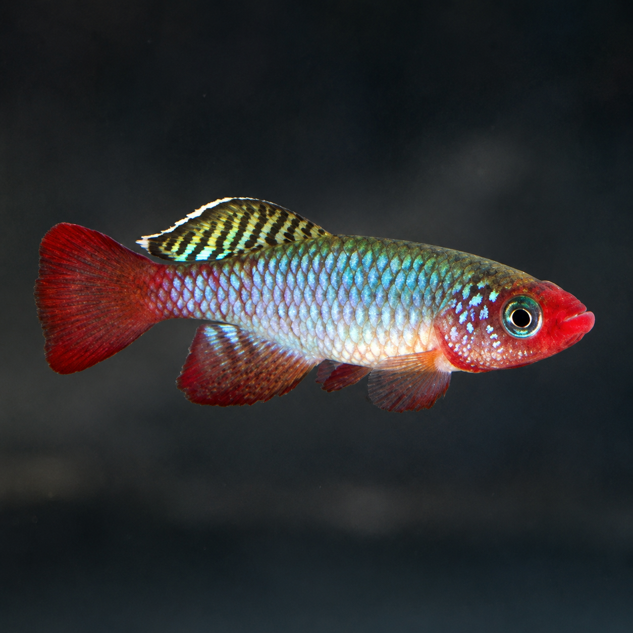 Redfin Killifish Nothobranchius rubripinnis