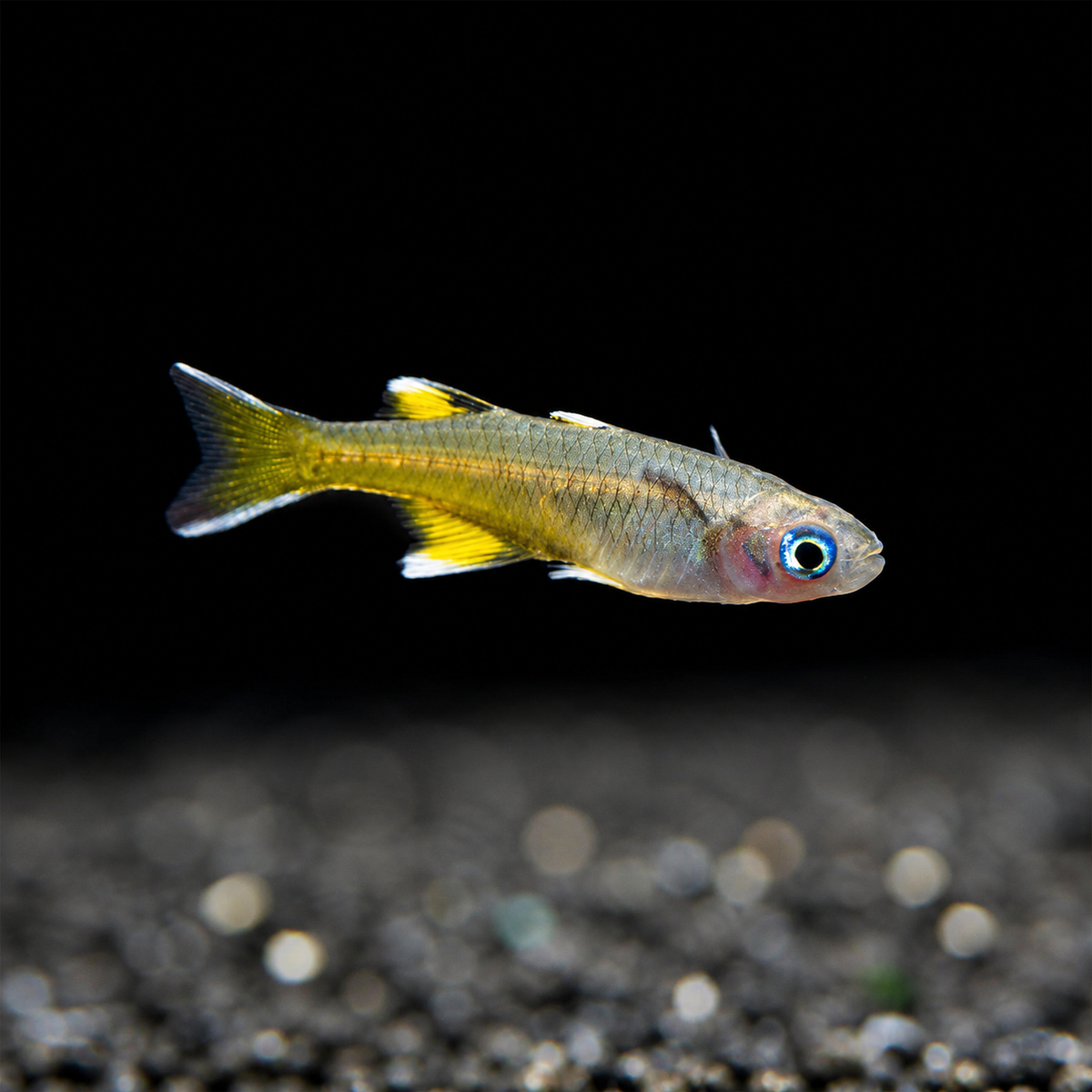 Pacific Blue-eye Rainbow Fish