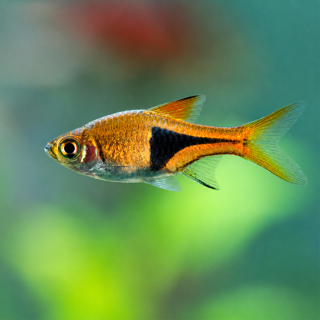 Harlequin Rasbora