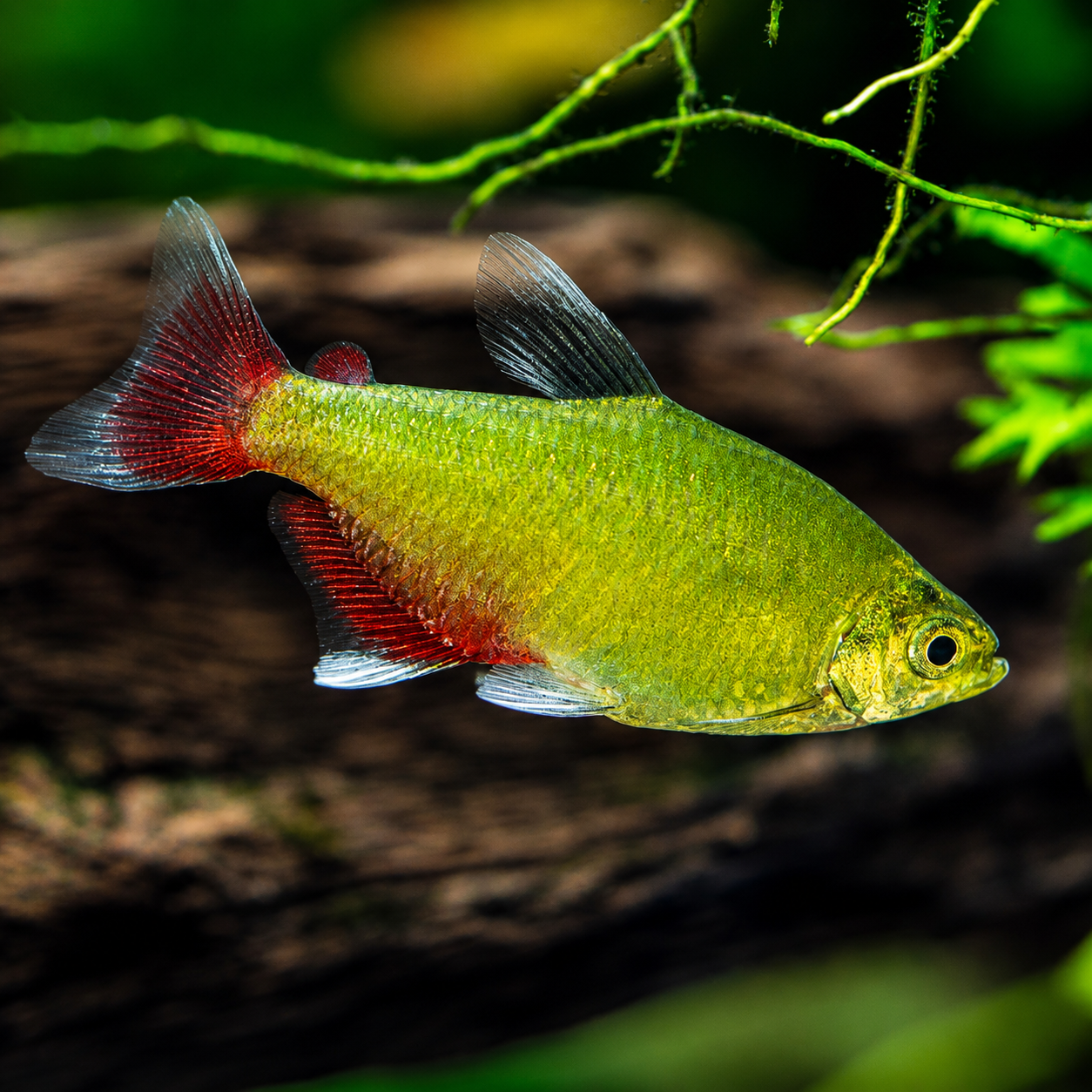 Green Fire Tetra