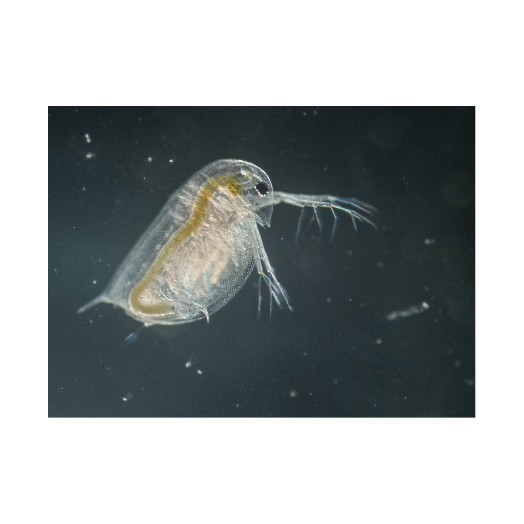 Daphnia Culture