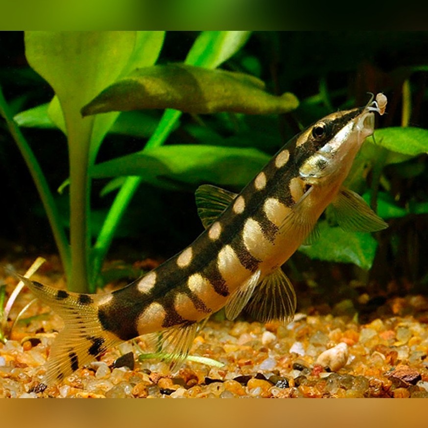Dwarf Chain Loach