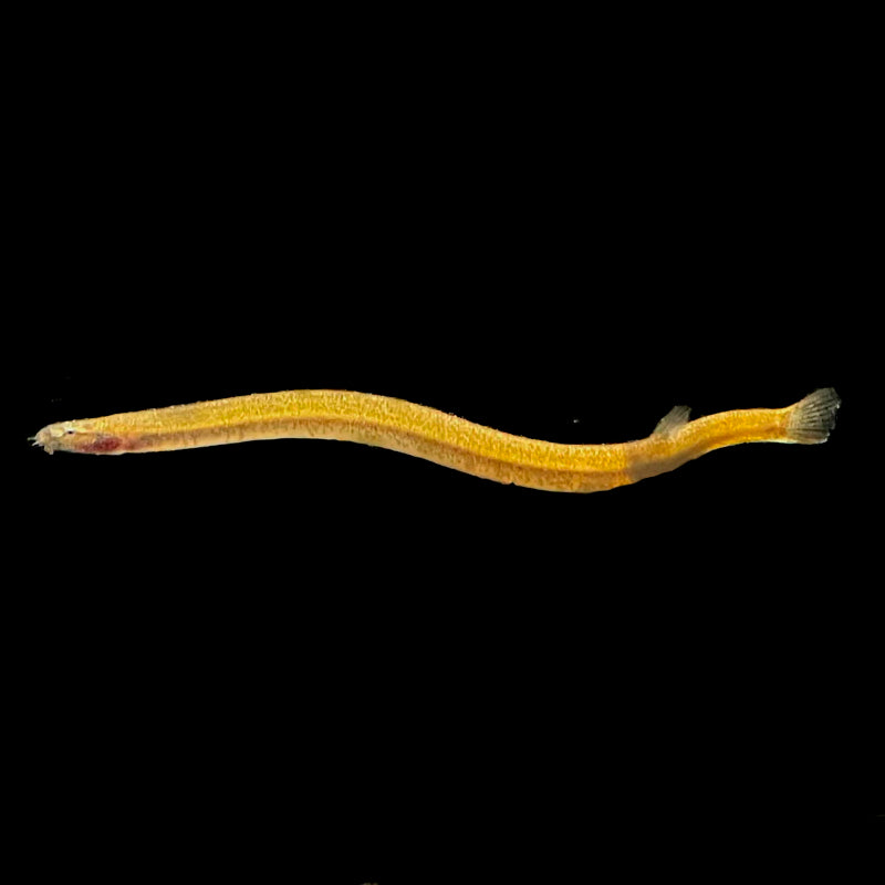 Golden Kuhli Loach