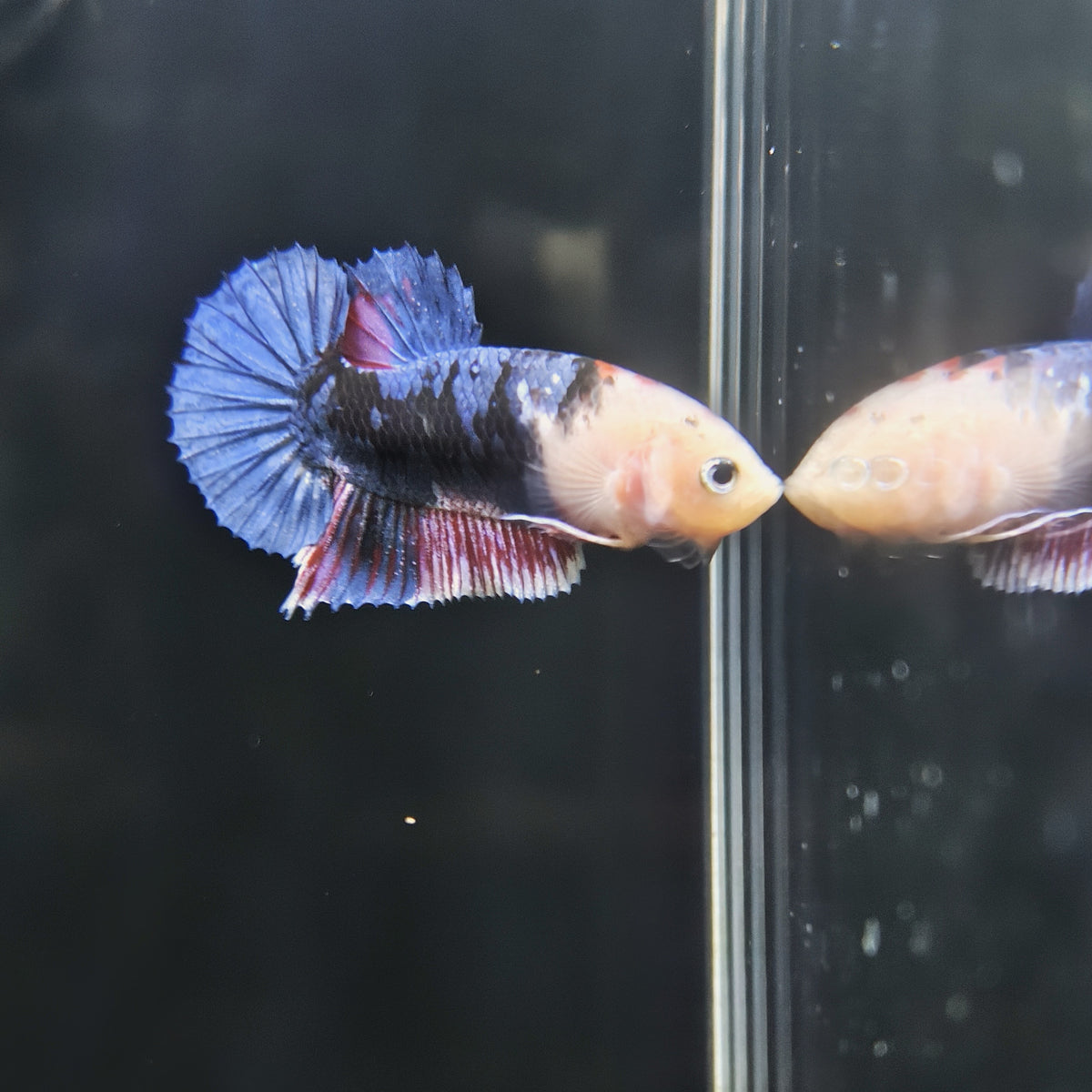 Multi Colour - Half Moon Plakat Betta