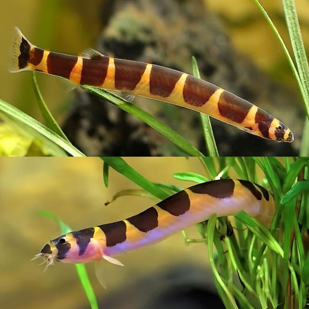Kuhli Loach