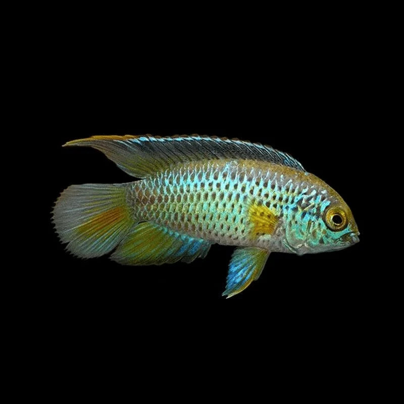 Golden Eye Cichlid