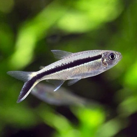 Penguin Tetra