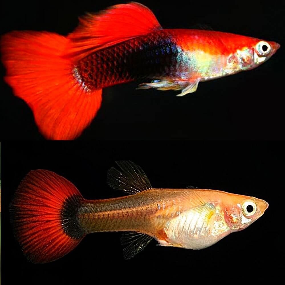 Red Tuxedo Guppy