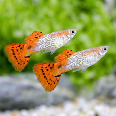 Red Cobra Guppy