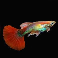 Red Fire Guppy