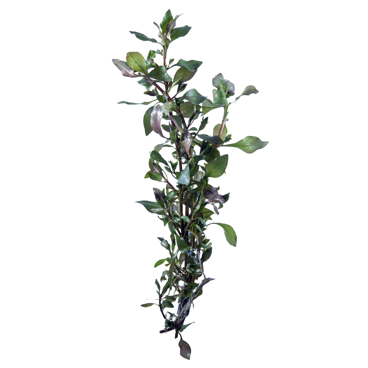 Red Ludwigia (Ludwigia palustris) "bunched"