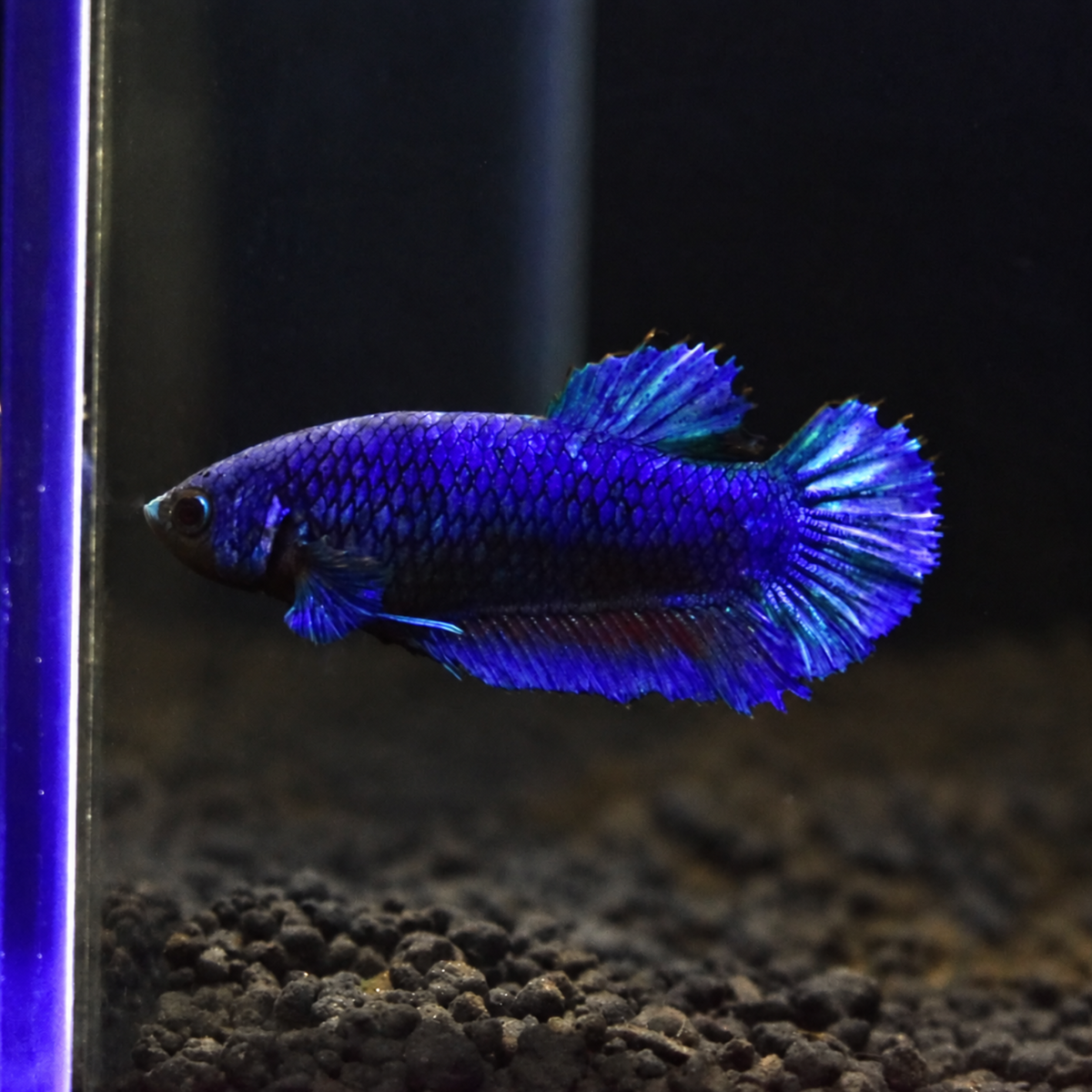 Royal Blue - Half Moon Plakat Betta