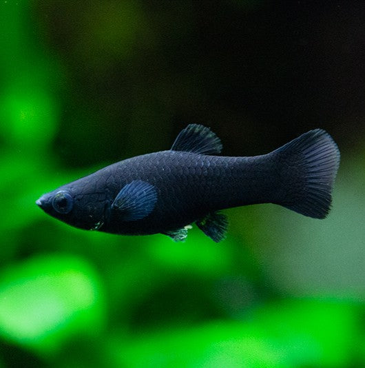 Black Sphenops Molly