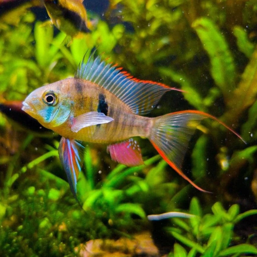 Bolivian Ram