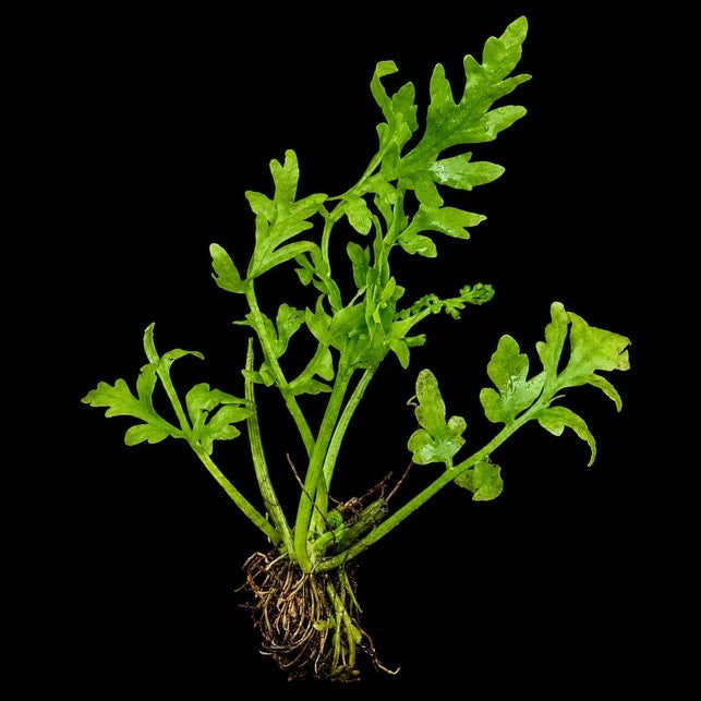 Broad Leaf Indian Fern - Ceratopteris Cornuta