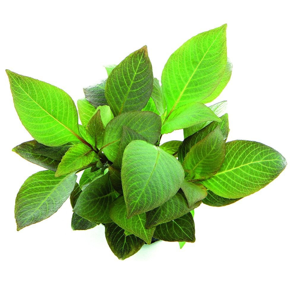 Hygrophila corymbosa 'Compact'