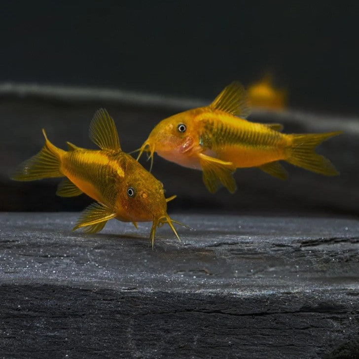 Gold Laser Cory