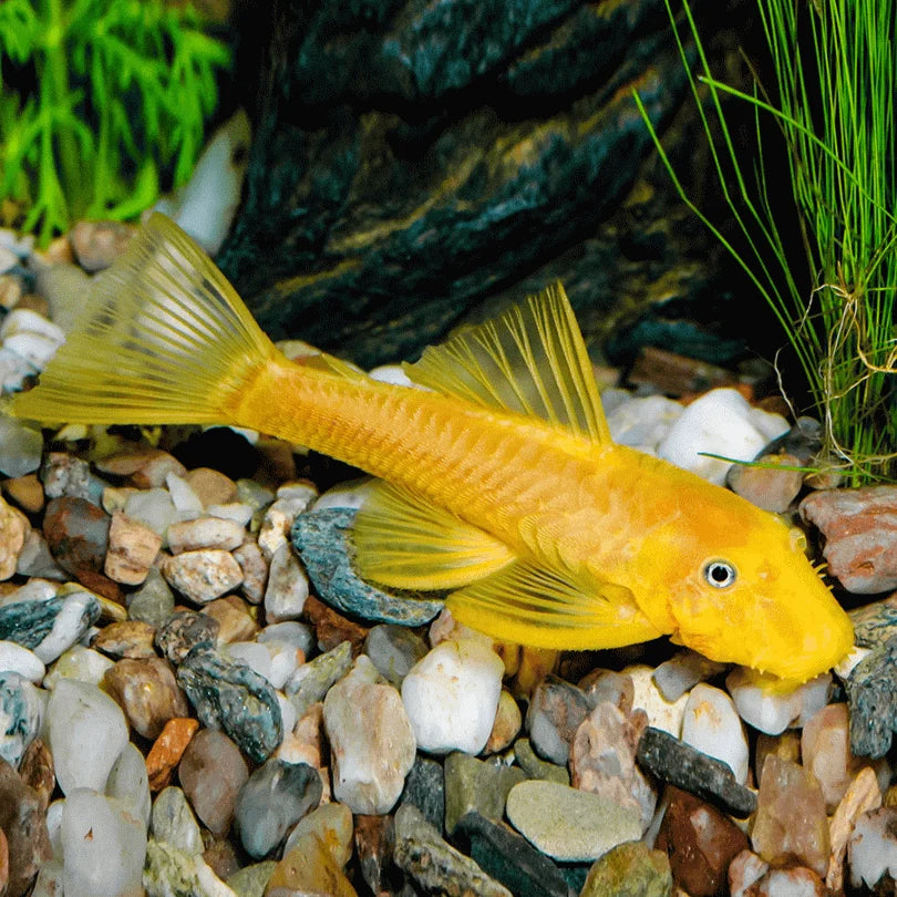 Golden Bristlenose Pleco