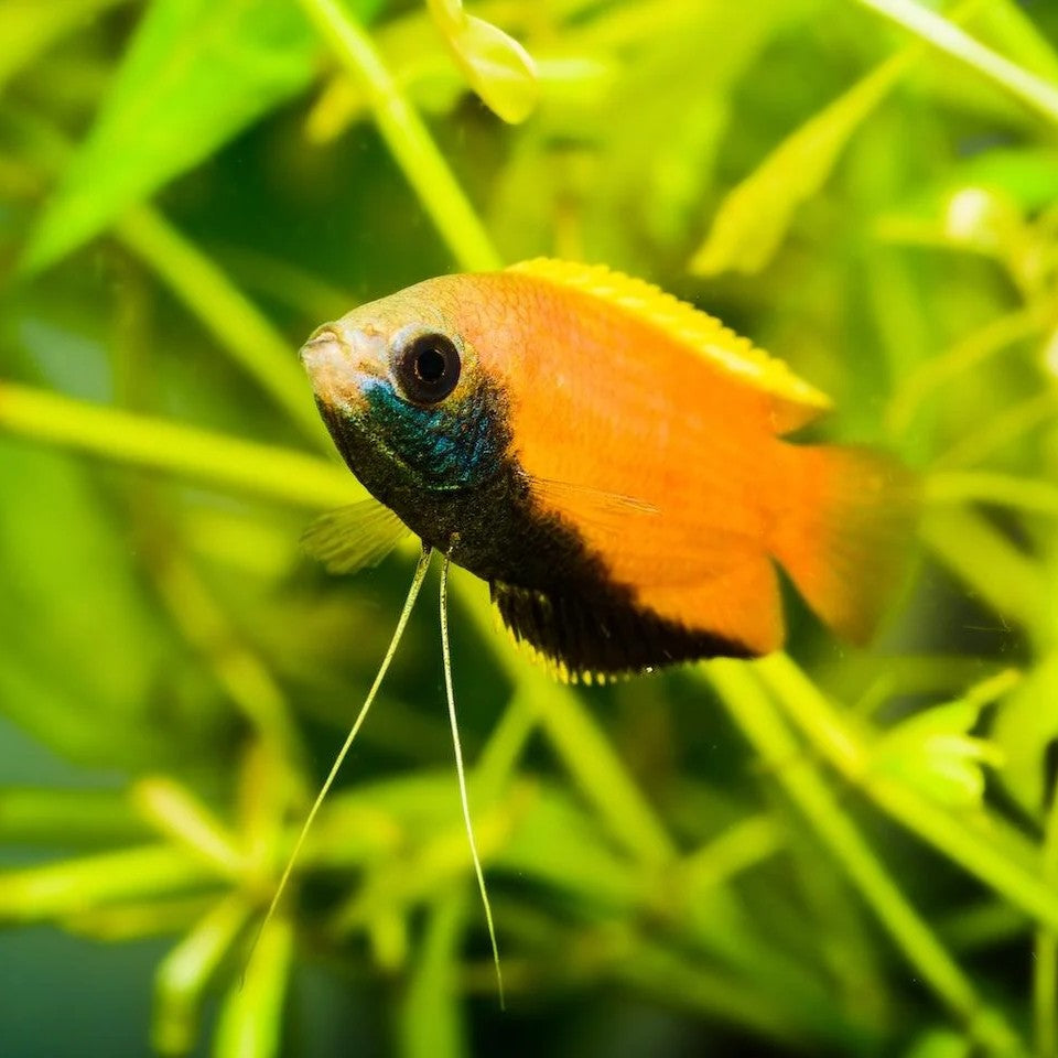 Honey Dwarf Gourami