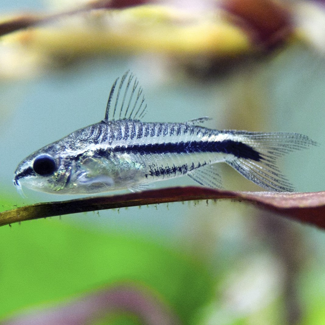 Pygmy Corydoras