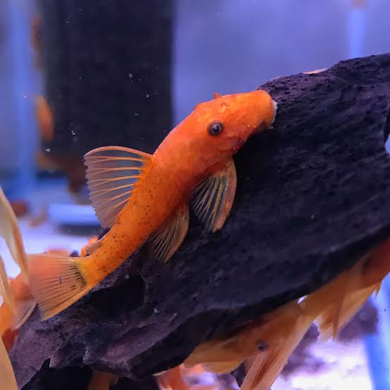 Super Red Bristlenose Pleco