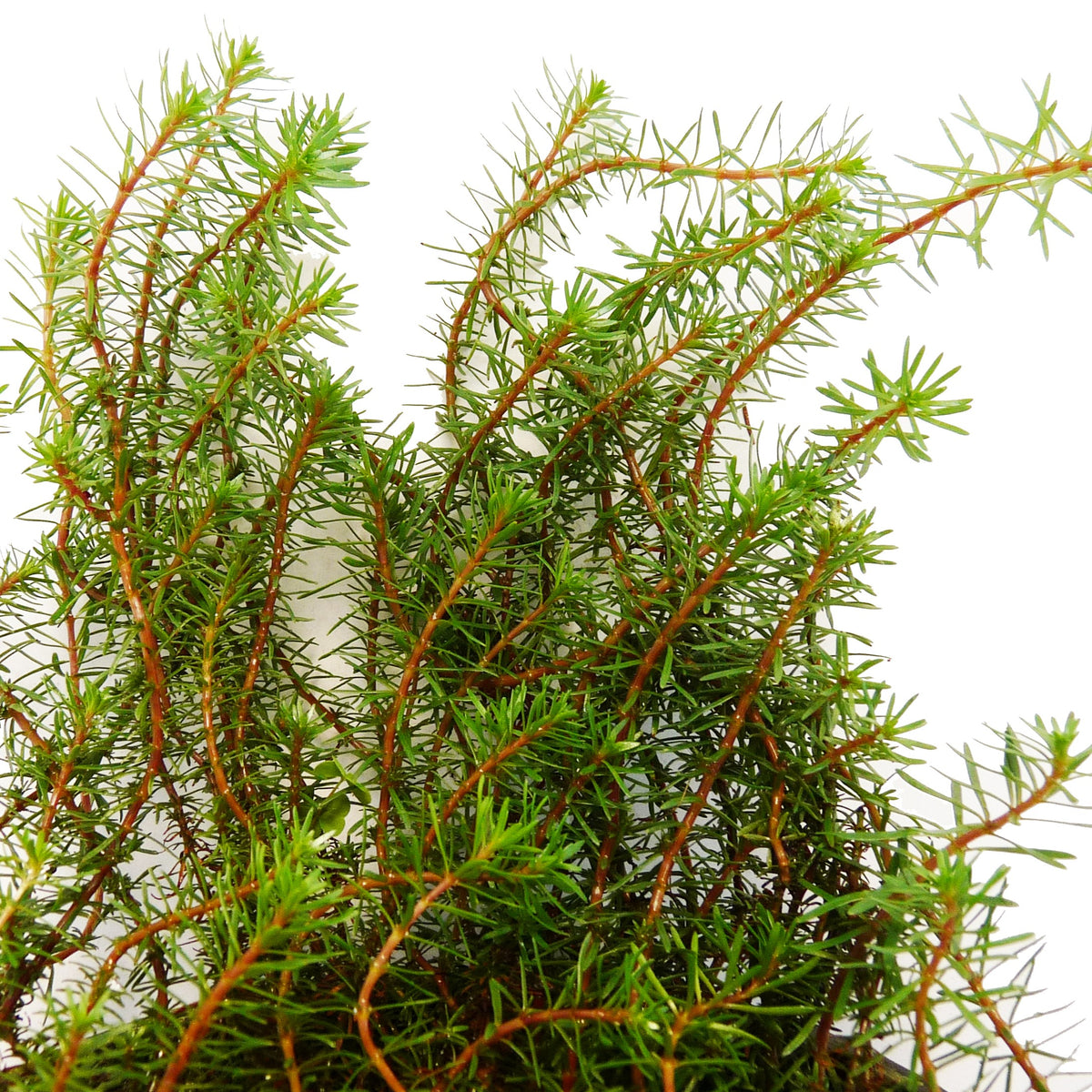 Red Pine (Rotala Wallichii)