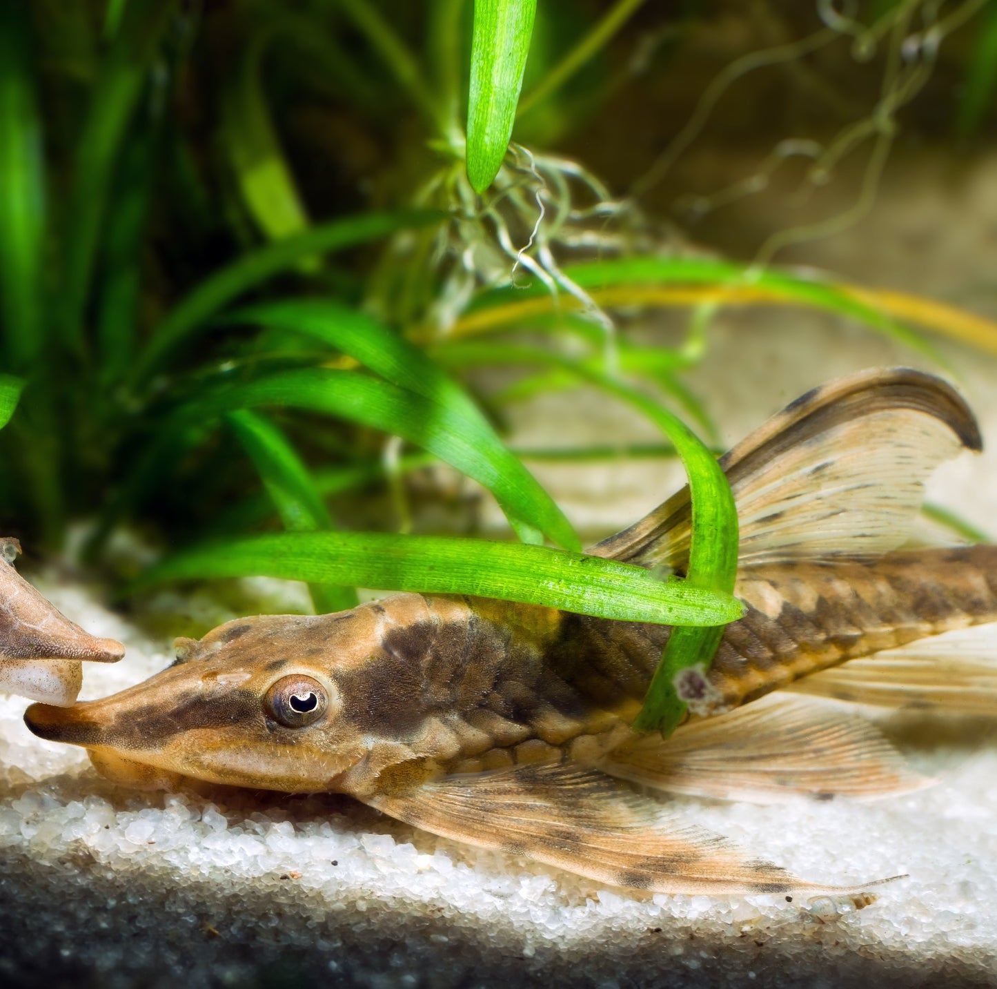 Royal Farlowella Whiptail