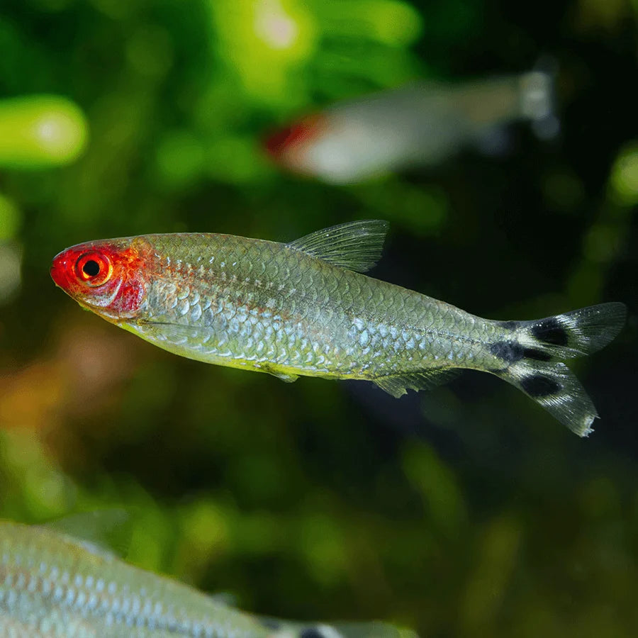 Rummynose Tetra