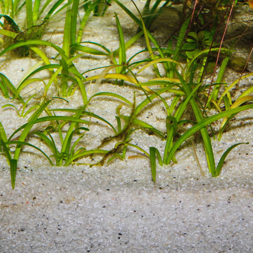 JBL Sansibar River Aquarium Sand - Premium Natural River Substrate | 5kg & 10kg