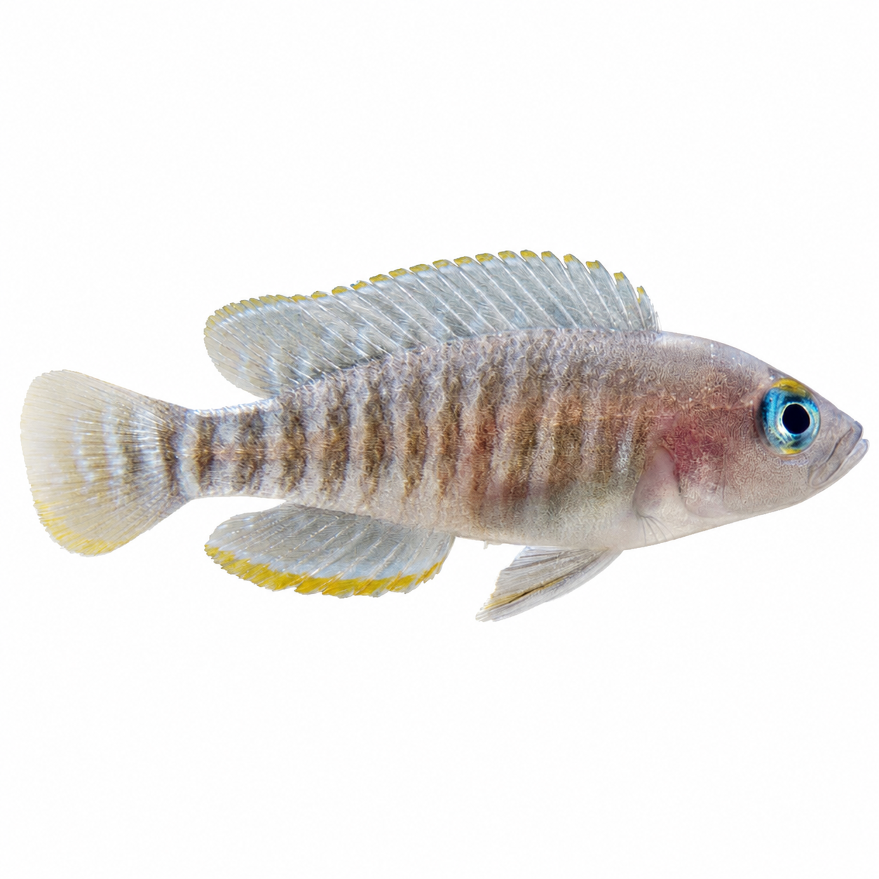 A small pale shell dwelling fish with vertical dark stripes, a blue eye, and yellow-edged fins swimming in an aquarium with white sand and a blurred brown shell in the foreground.