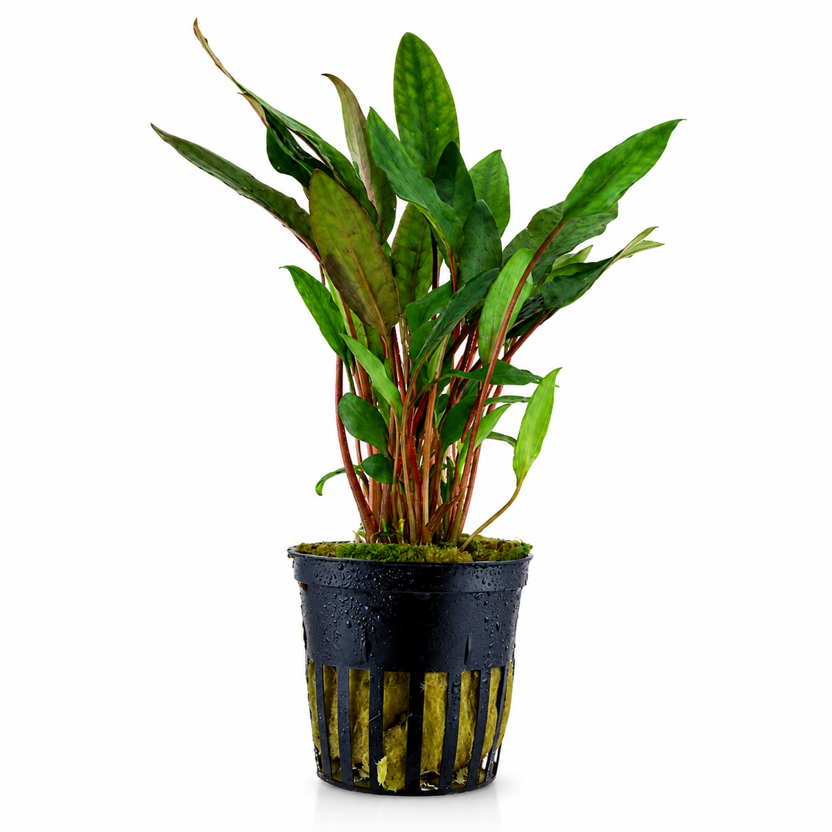 Live Plants