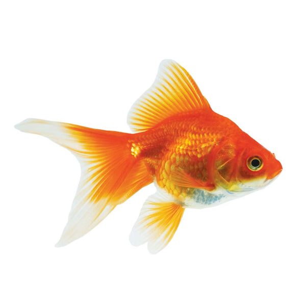 Cold water fish