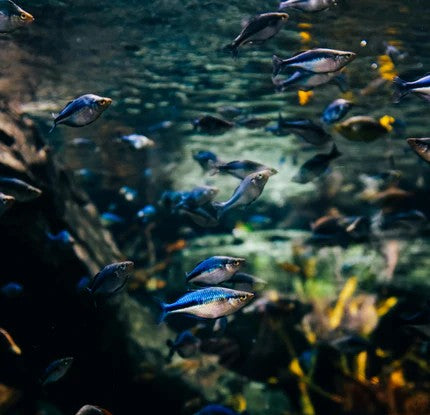 Livestock - Fish