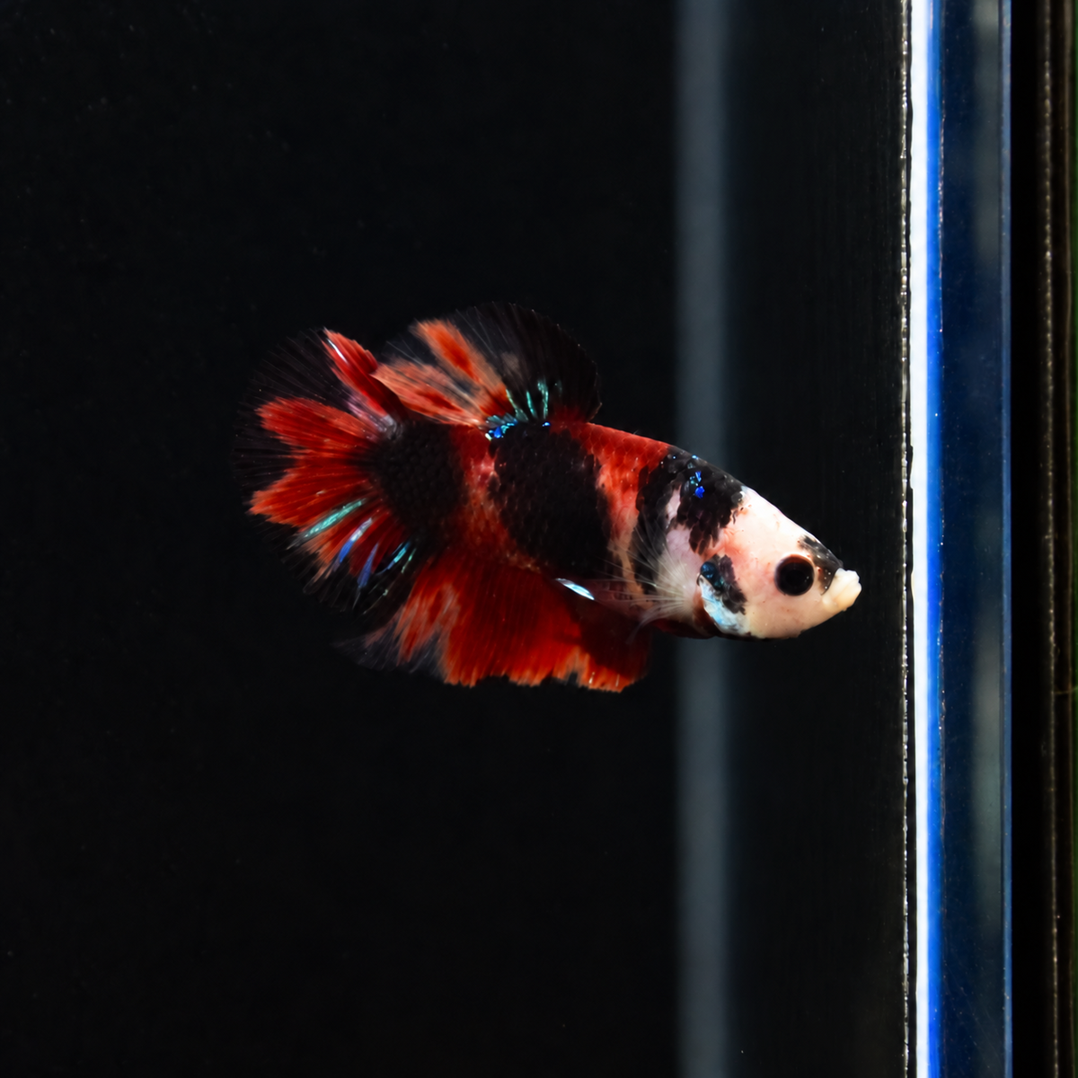Red Tiger Koi - Half Moon Plakat Betta