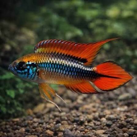 Apistogramma agassizii "Double Red"