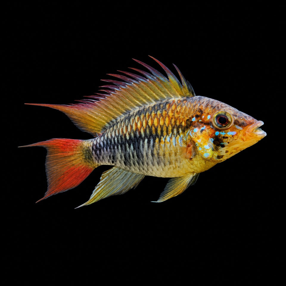 Apistogramma macmasteri PAIR