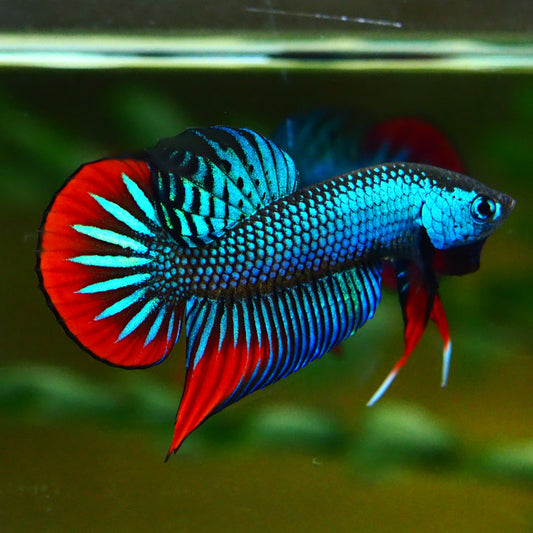 Peaceful Betta/Betta imbellis