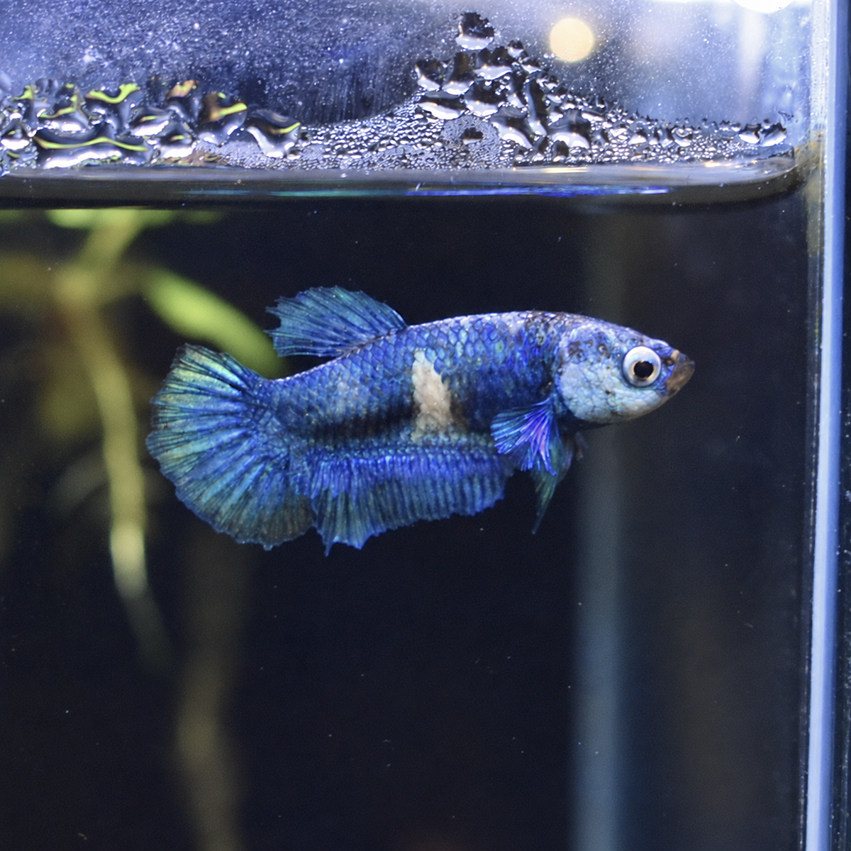 Blue Marble Betta (male)