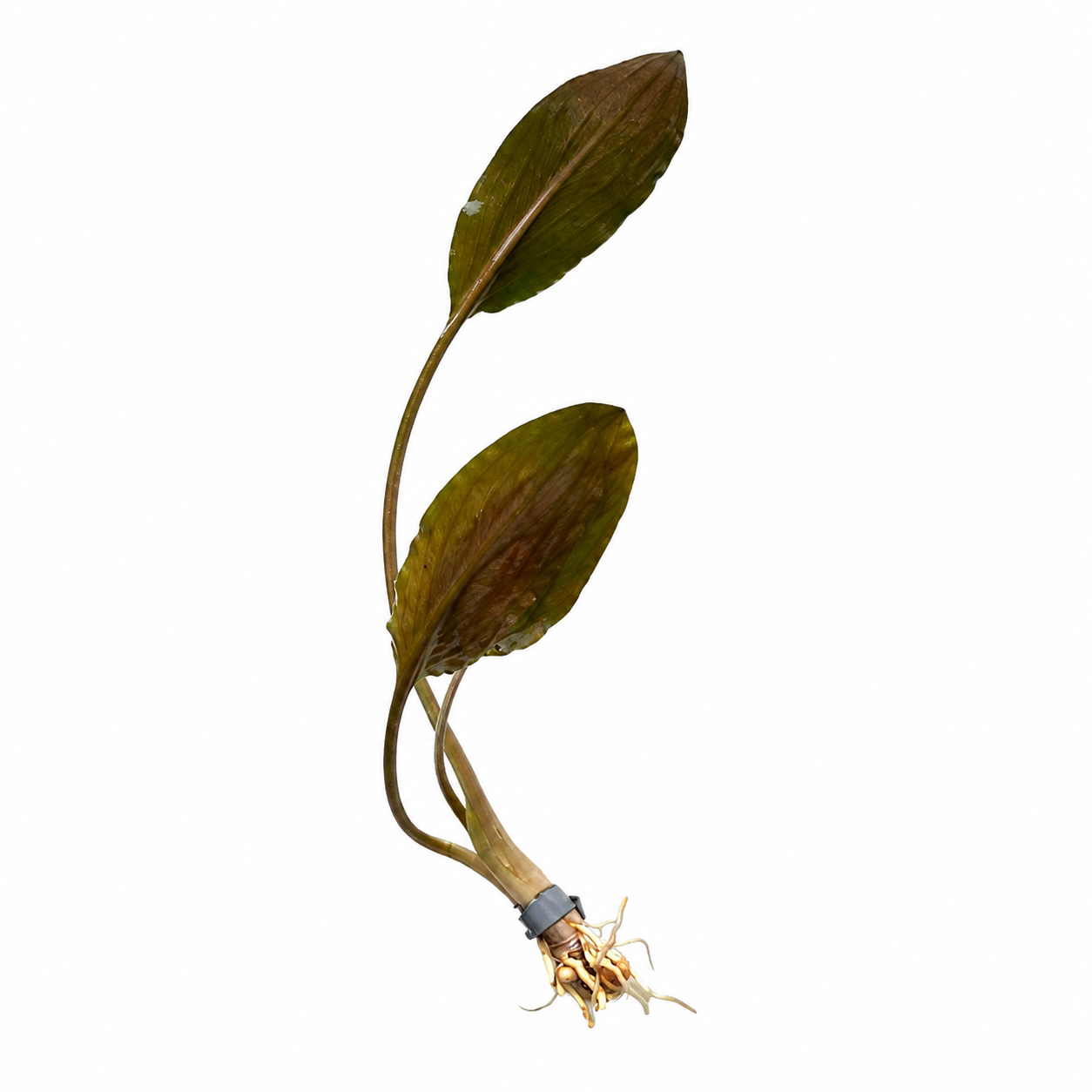 Cryptocoryn Axelrodi
