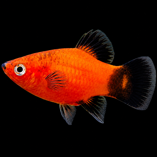Assorted Platy