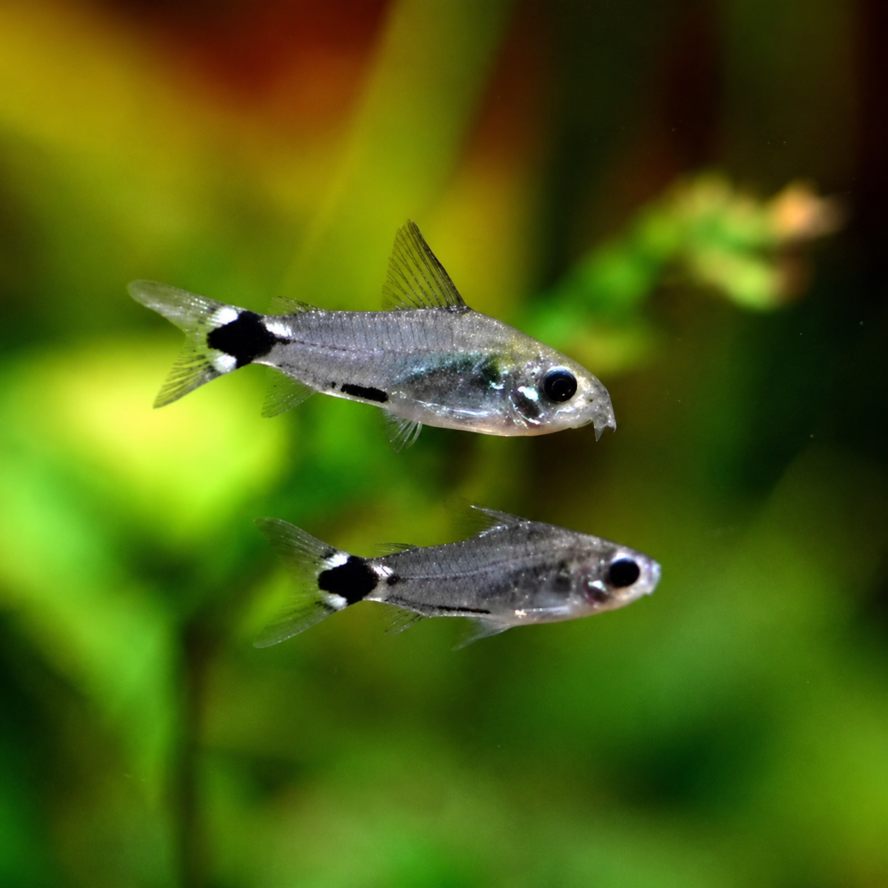 Tail Spot Pygmy Cory